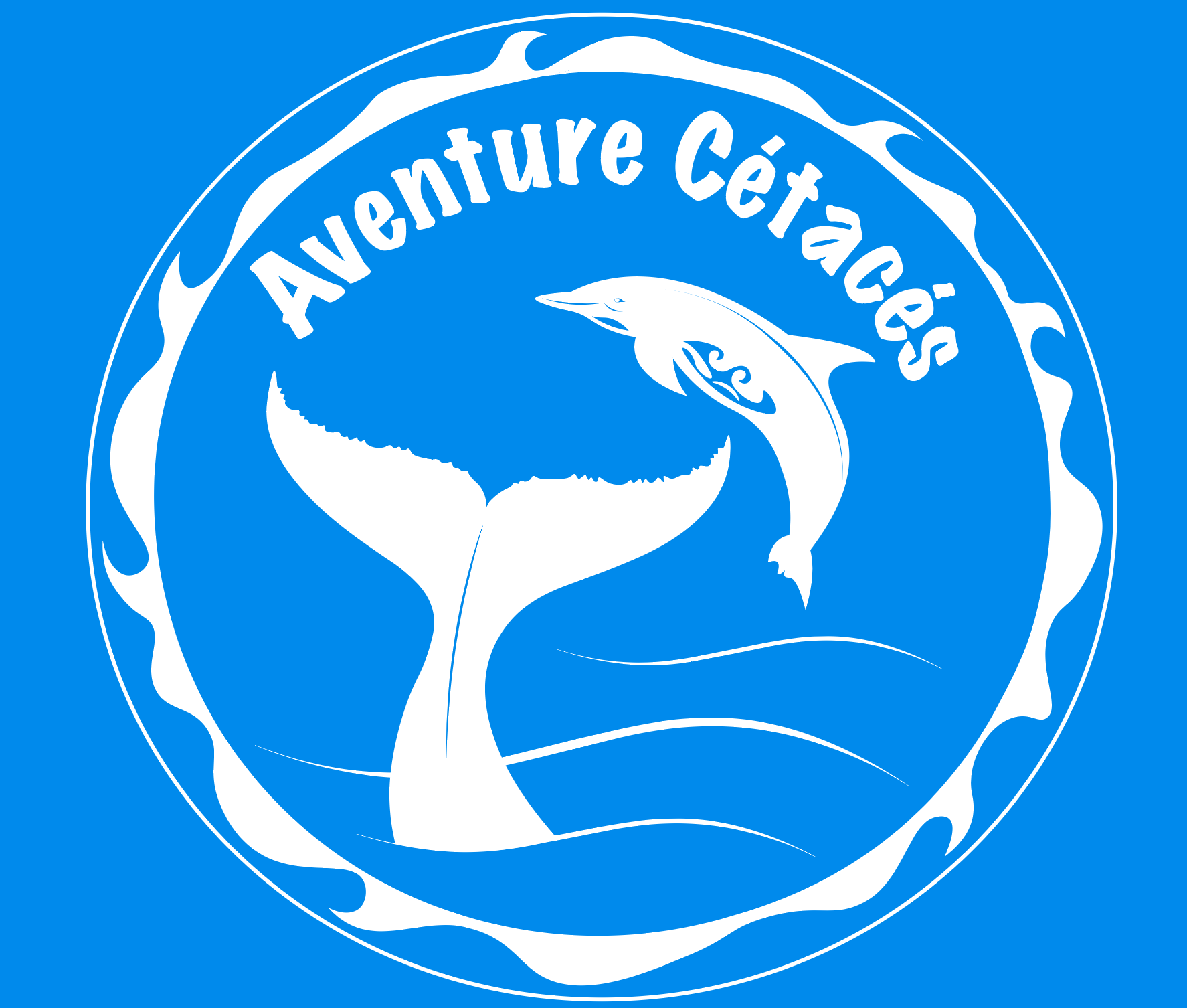 Aventure Cétacés - Guadeloupe - Baleine - Dauphins - Cachalots - Observation des cétacés en Guadeloupe - Malendure